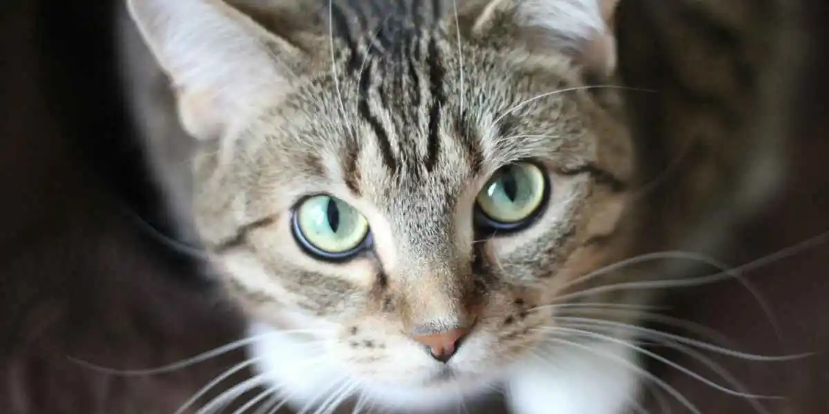 Pet Spotter Cat tracker  Ontdek de avonturen van je kleine vriend