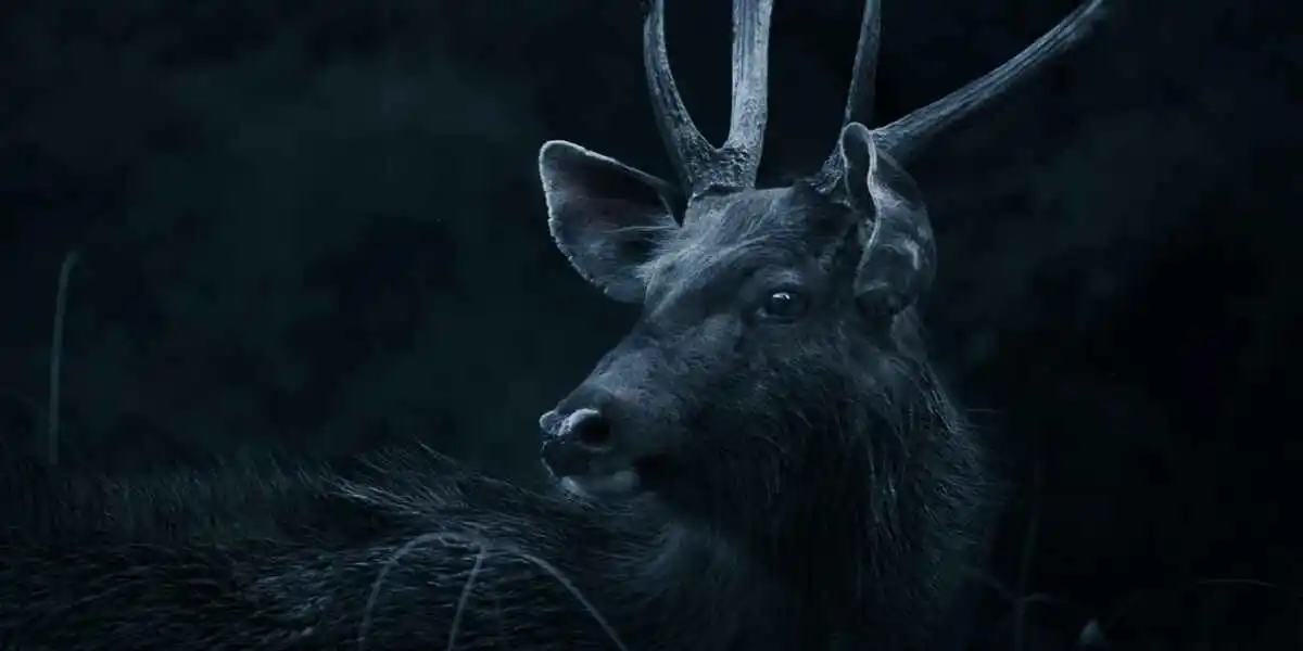 Beste wildcamera